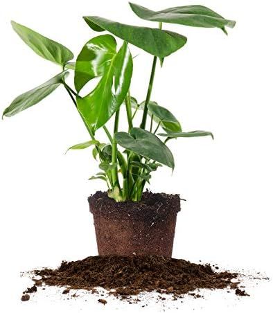 Perfect Plants Monstera Deliciosa | Split Leaf Philodendron | Live Indoor Houseplant | Easy Care ... | Amazon (US)