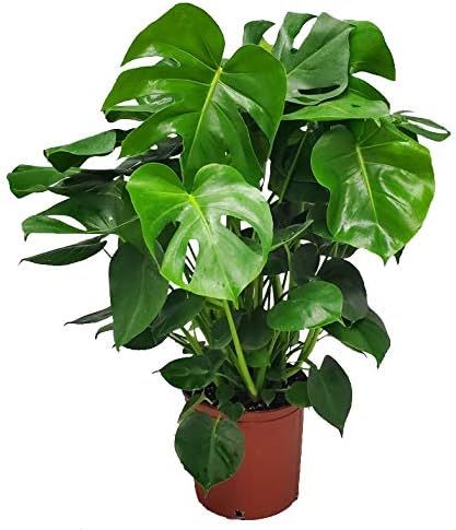 Monstera Deliciosa Plant - Swiss Cheese Split Leaf Philodendron Plant - Large Plant - Overall Hei... | Amazon (US)