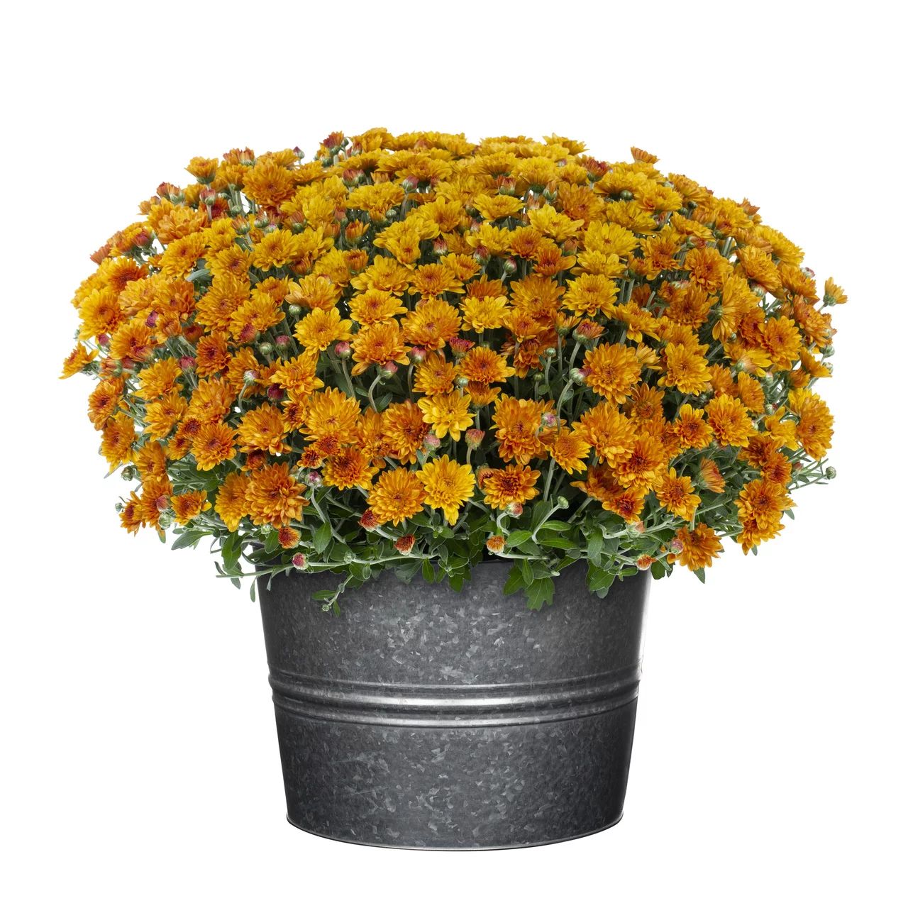 Better Homes & Gardens 2.5G Orange Mum (1 Count) Live Plant with Decorative Galvanized Tin Plante... | Walmart (US)
