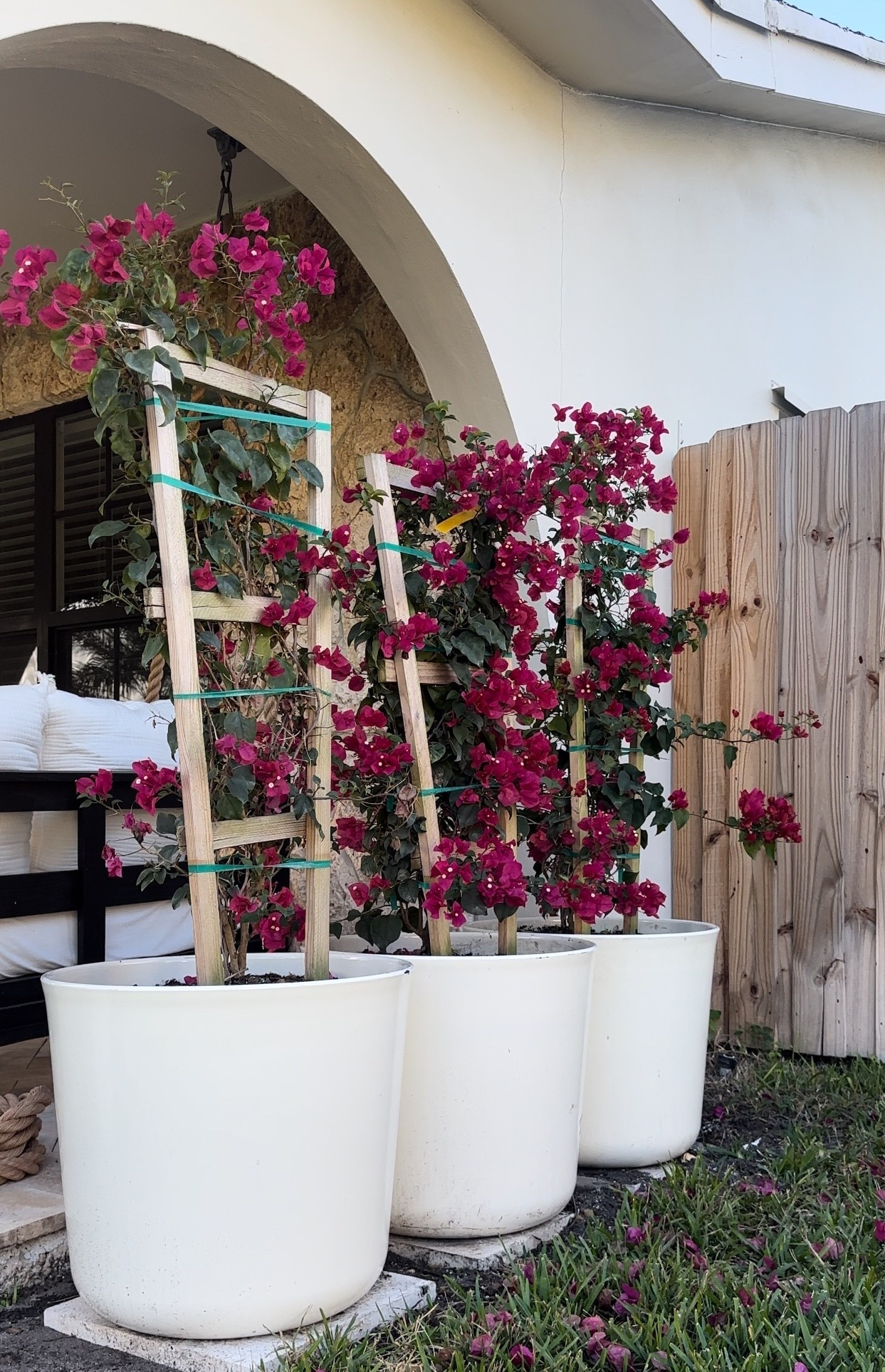 My favorite large planters! 22 inches Perfect for our Bougainvillea.

Walmart olanter
Garden 
Spring 
Flowers
Porch decor
Patio
Garden 
Plants 
Large planter 


#LTKHome #LTKSaleAlert #LTKSeasonal