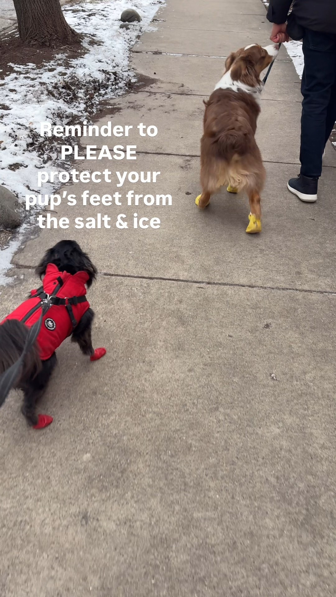 Reminder to take special care when walking your fur babies in these freezing temperatures. Small or short haired dogs need coats, and most dogs need booties (here are ones that actually stay on). 

#LTKdayinmylife