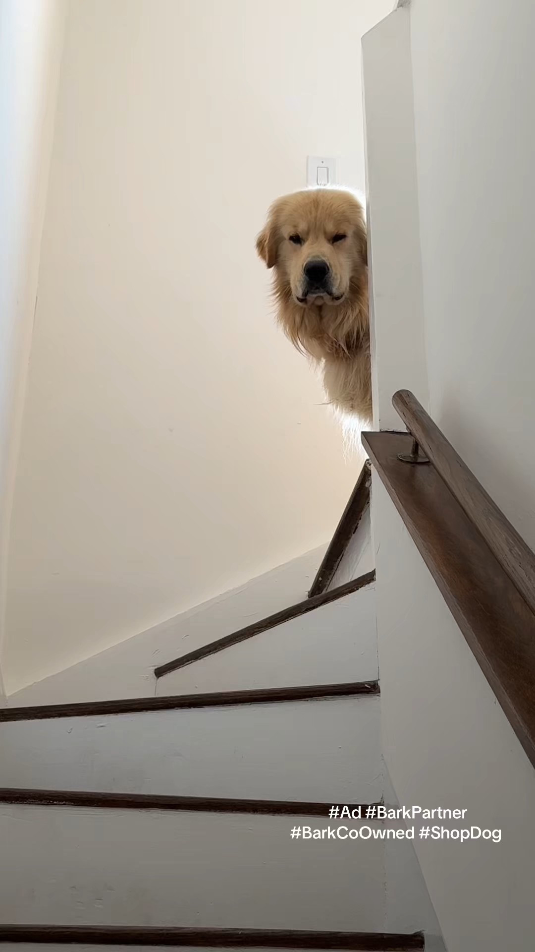 Duke loves his BarkBox! All products linked! BARK is now Co-Owned by dogs #BarkPartner #Ad #BarkCoOwned #ShopDog @barkbox 