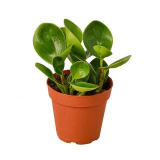 Peperomia Thailand (Peperomia obtusifolia) Plant in 4 in. Grower Pot | The Home Depot