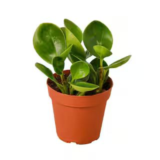 Peperomia Thailand (Peperomia obtusifolia) Plant in 4 in. Grower Pot | The Home Depot