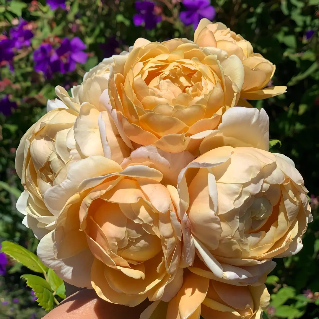 Rose auspeet. Climbing rose. Own root. | Etsy (US)