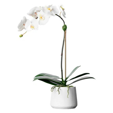 Silk Orchid Arrangement | Wayfair North America