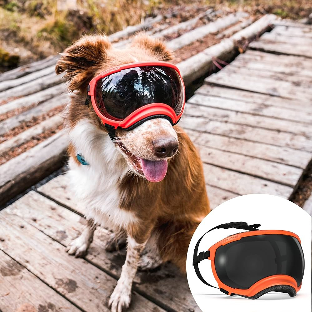 Rex Specs V2 Dog Goggles (Medium, Bandit Orange) | Amazon (US)