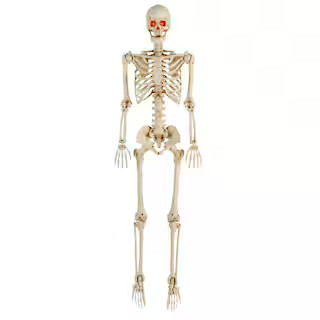 5 ft. LED Pose-N-Stay Skeleton | The Home Depot