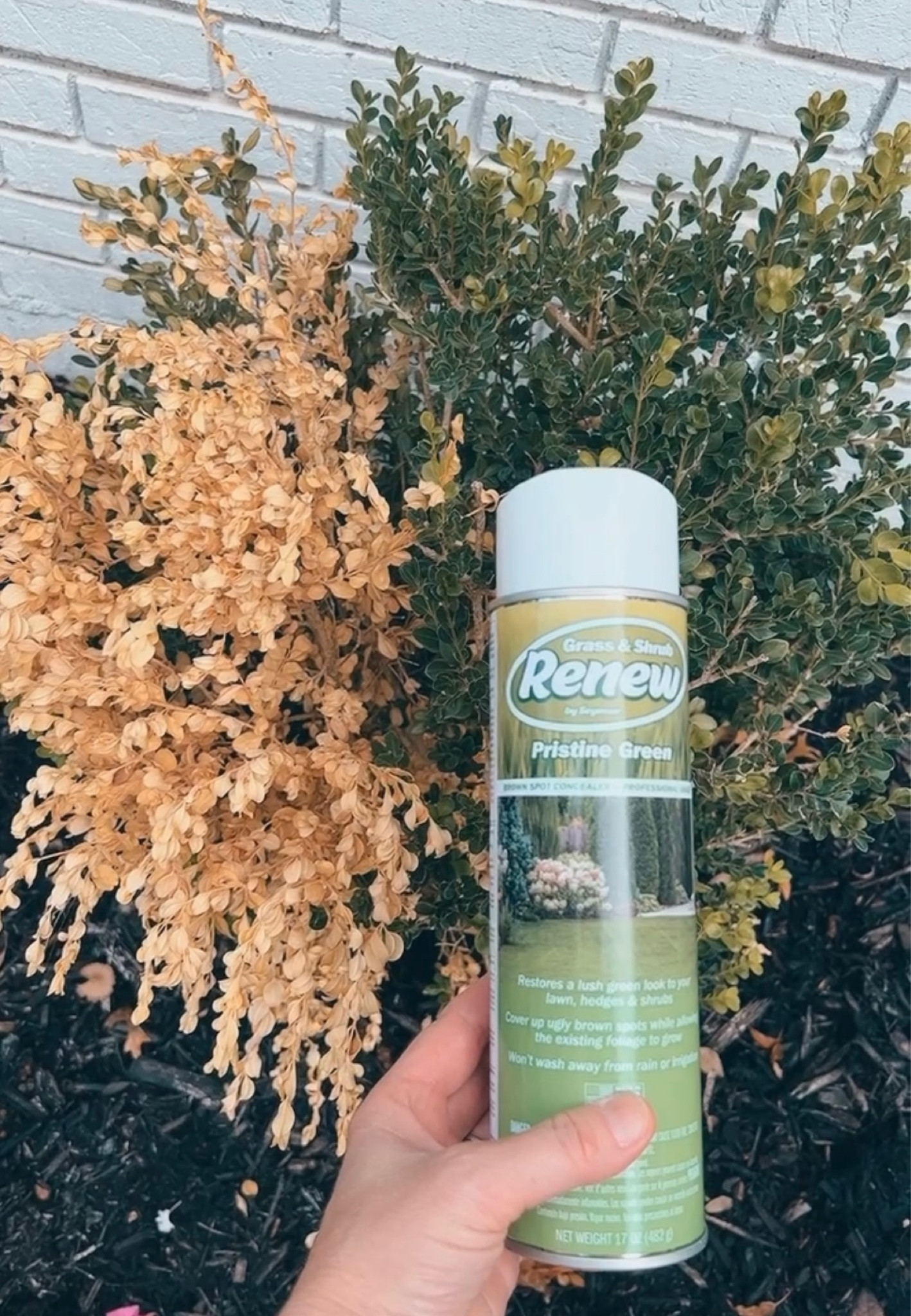 Renee Dead plants and bushes 

#LTKSeasonal #LTKfindsunder50 #LTKhome