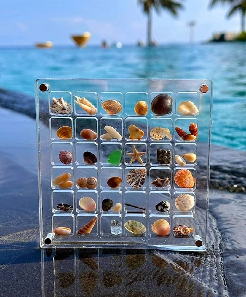 Acrylic Magnetic Seashell Display Box - Seashell Storage Box Display Case Decorative Seashell Sta... | Amazon (US)