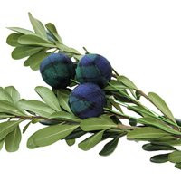 Black Watch Plaid Christmas Spray Pick Farmhouse Ornament Topper | Etsy (US)