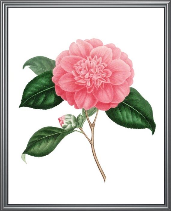Pink Camellia Flower Download 'Chandlerii elegants' | Etsy | Etsy (US)