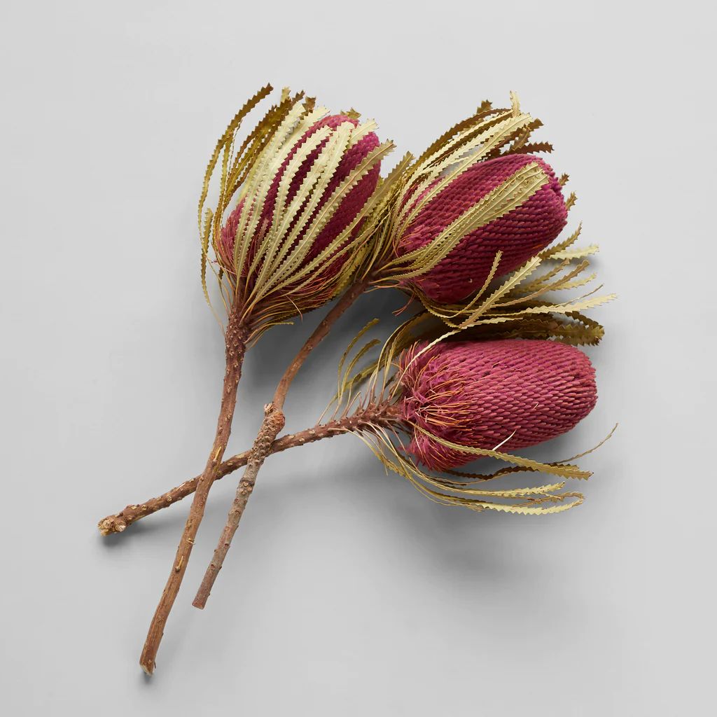 Set of 3 Dried Pink Banksia | Bloomist