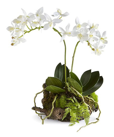 Porch & Petal Mini Dendrobium Arrangement | Zulily