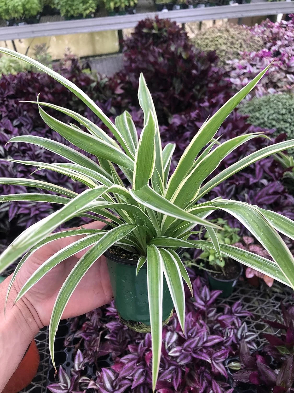 Spider Plant ~ Airplane Spider Plant ~ Variegated Spider Plant Great for air Purification ~ Live ... | Walmart (US)