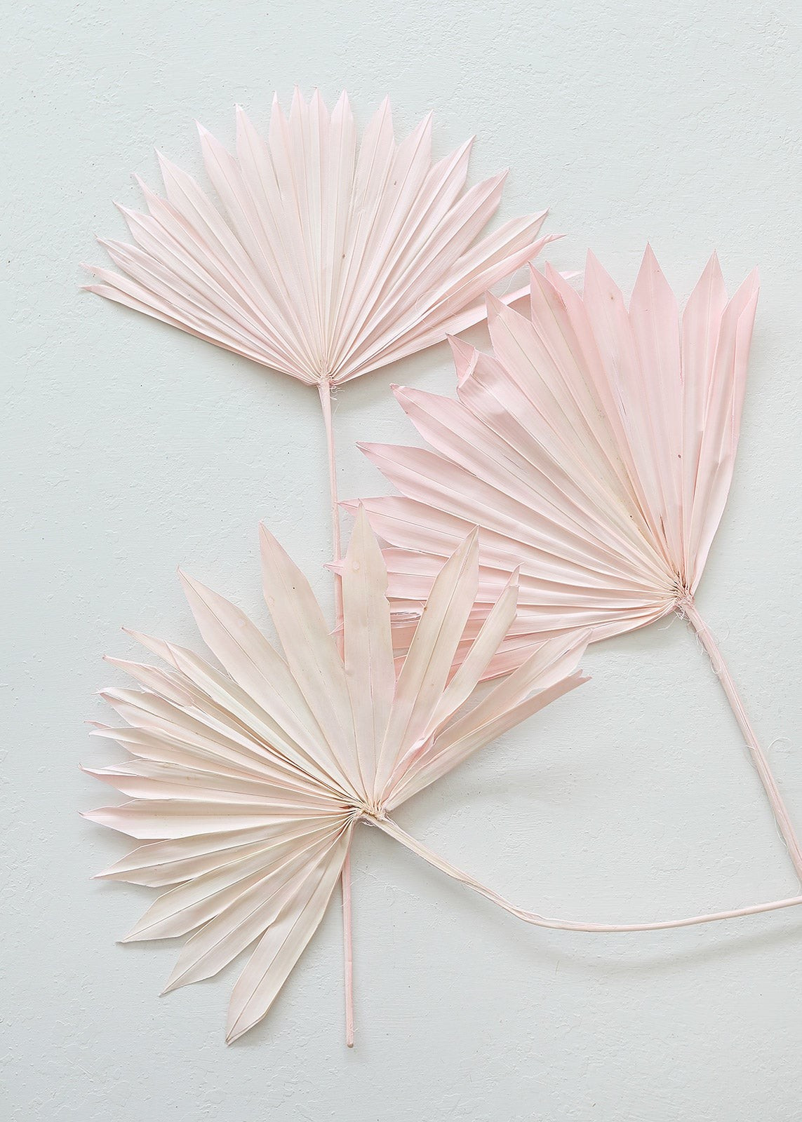 Pack of 5 - Afloral Bleached Pink Natural Sun Palms | Afloral (US)