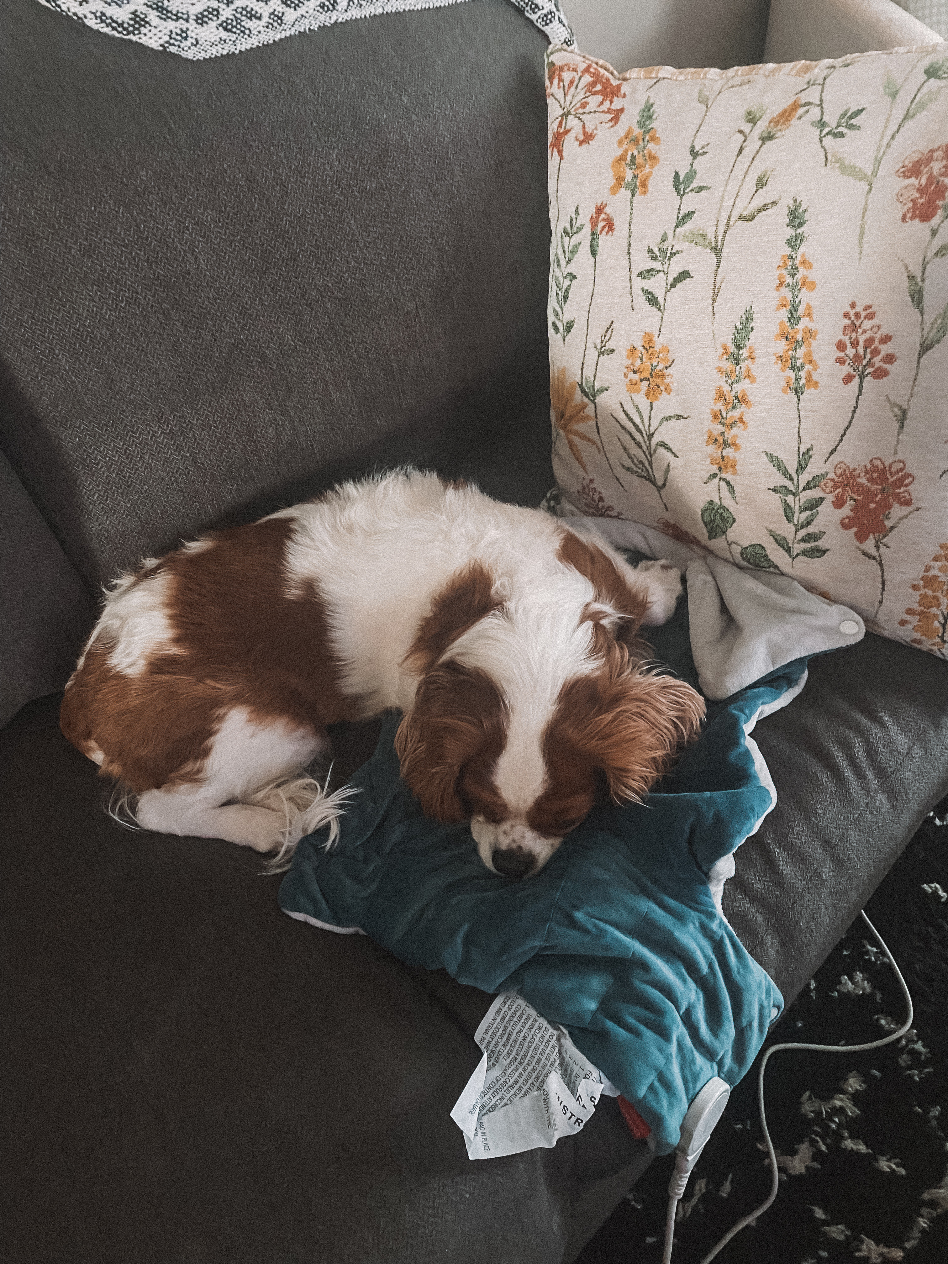 Piper stole my weighted + heated neck pad while I was in the bathroom. I honestly can’t blame her!

#LTKFindsUnder100 #LTKFindsUnder50 #LTKStyleTip