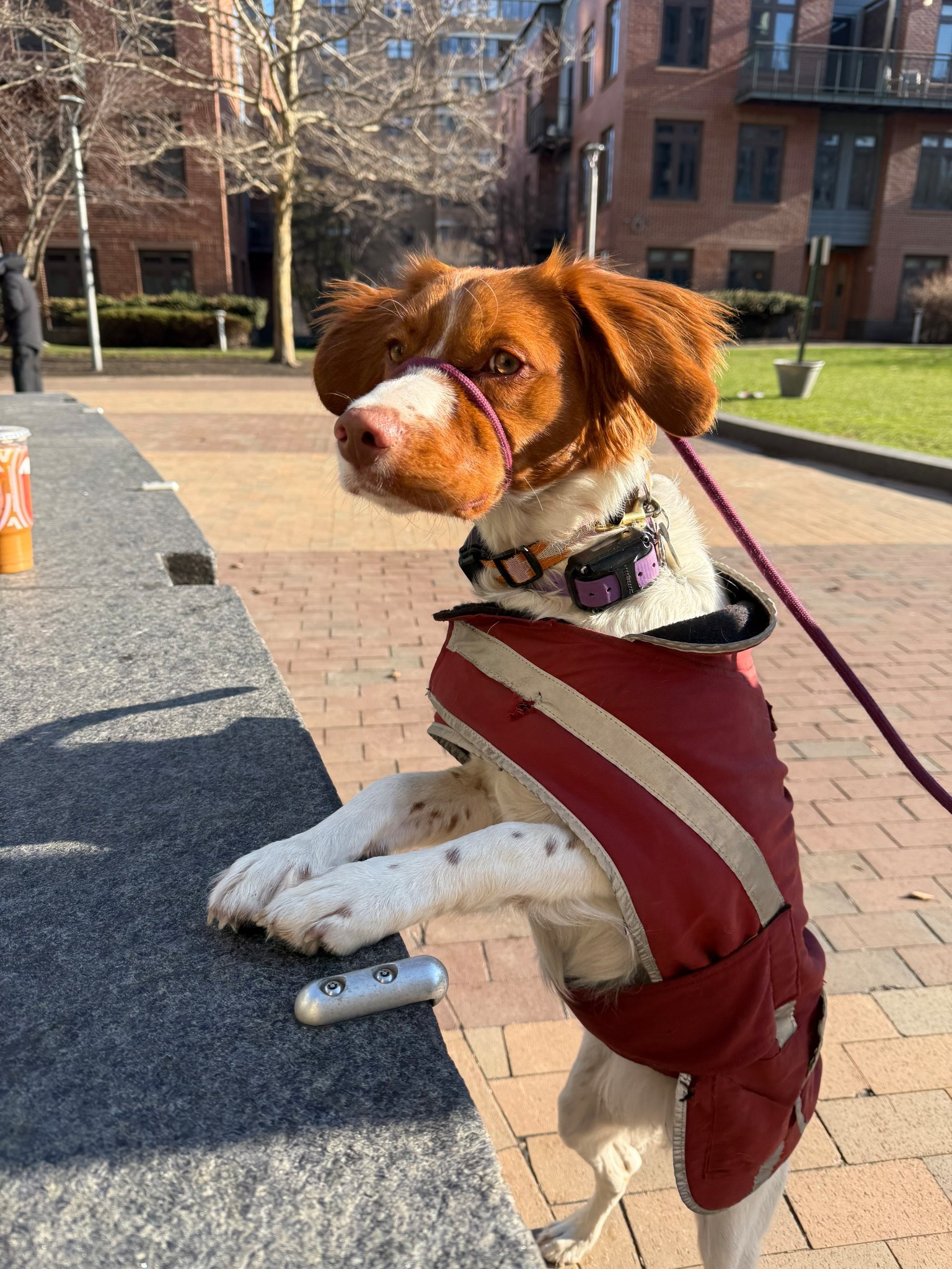  City girl on her city walk! Wearing coat by Duluth trading, and collar and leash from
Chewy and Amazon. 

@Chewy 

#LTKmorningroutine #LTKootd #LTKdayinmylife