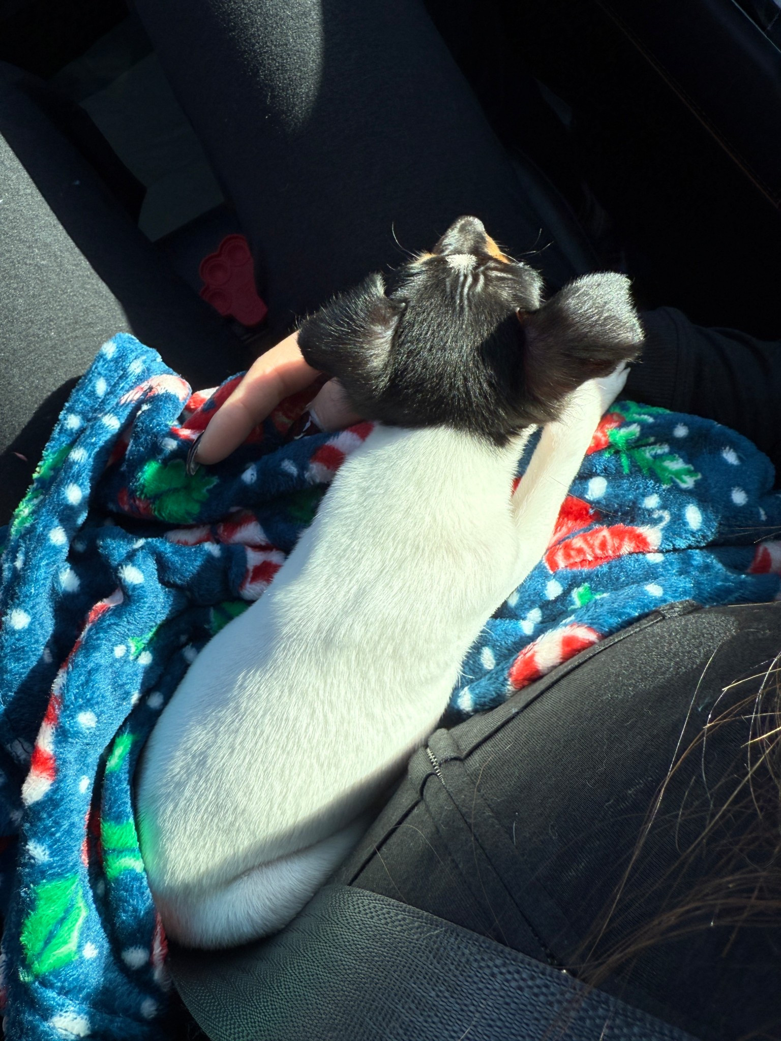 This little guy is so sweet! Linking some of my favorite matching sets that are perfect for running errands to be comfy but still put together.

#LTKActive #LTKHome #LTKootd