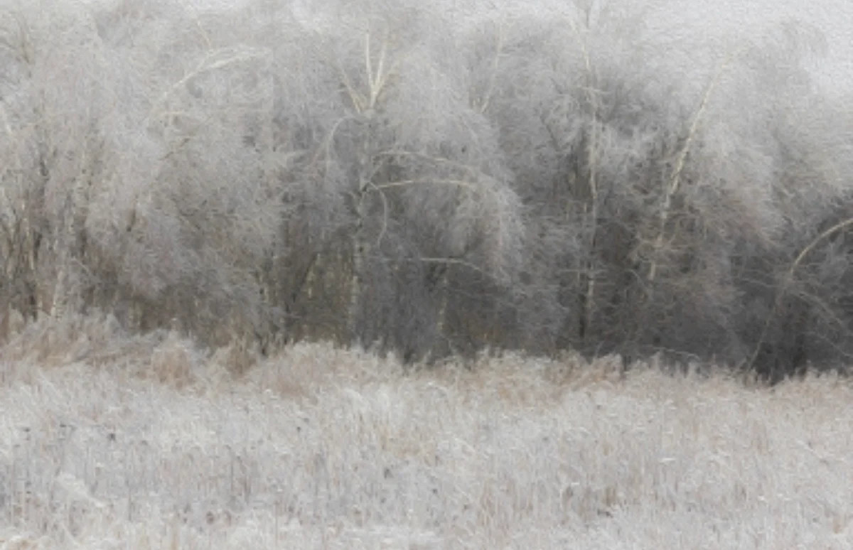 Frost | Collection Prints