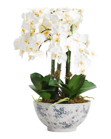 Orchid Phalaenopsis In Ceramic Pot | Home | Marshalls | Marshalls