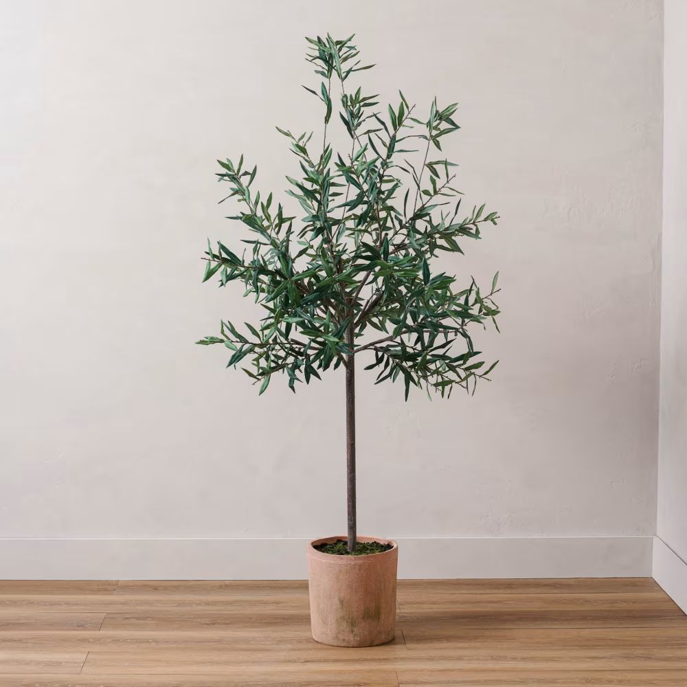 70" Olive Tree in Clay Pot Green | Magnolia