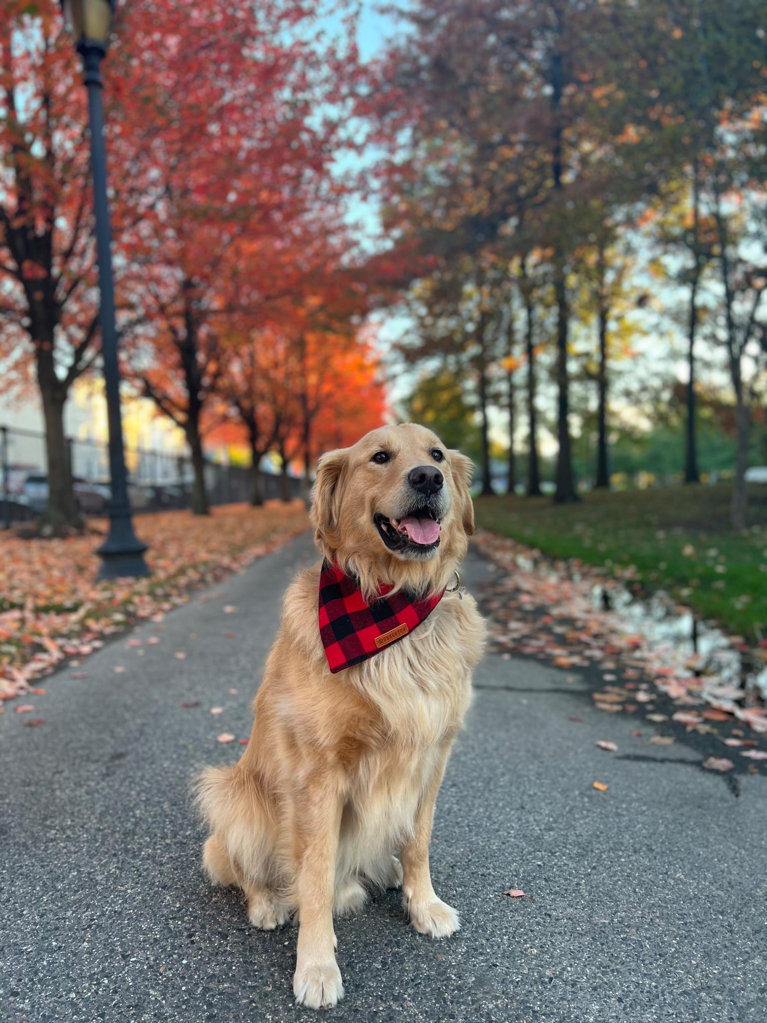 some of my favorite dog bandanas from amazon! 

#LTKPets