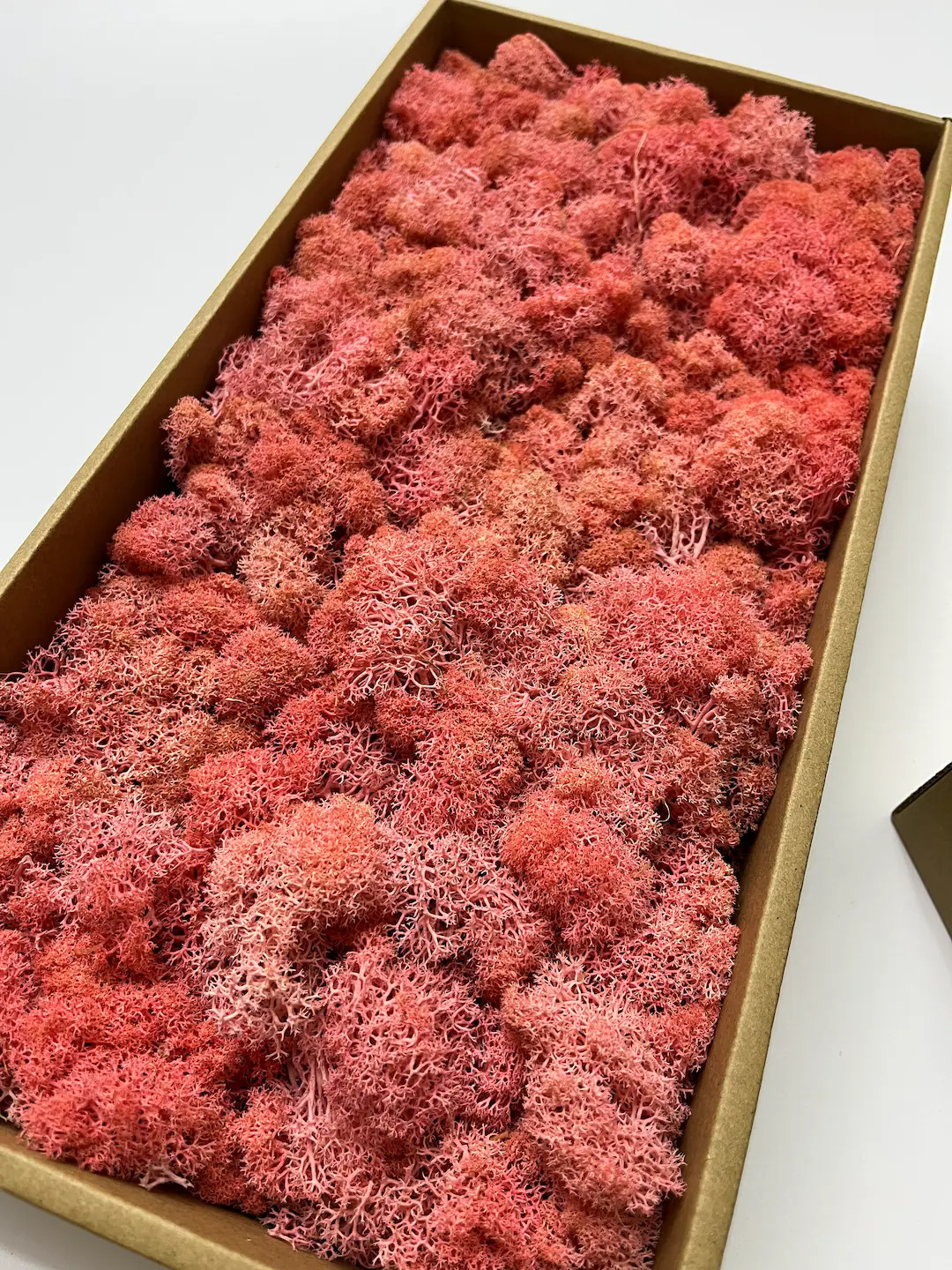 Preserved Reindeer Moss Bulk: Forest Green & Basil Colors (10oz Box) - Etsy | Etsy (US)