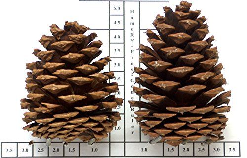 HomeRV Pine Cones Grown On Pacific Ponderosa Pine Trees By Mother Nature Contain Her Timeless Beauty | Amazon (US)