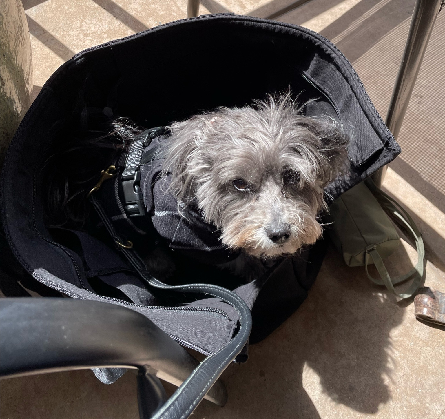 One of our favorite day to day carriers! Helps keep the wind out & allows for a comfy spot. 

#LTKTravel #LTKSeasonal #LTKFamily