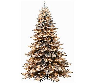 7.5' Prelit Flocked Spruce Christmas Tree 700 C lear Lights | QVC