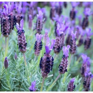 #5 Container Spanish Lavender Shrub | The Home Depot