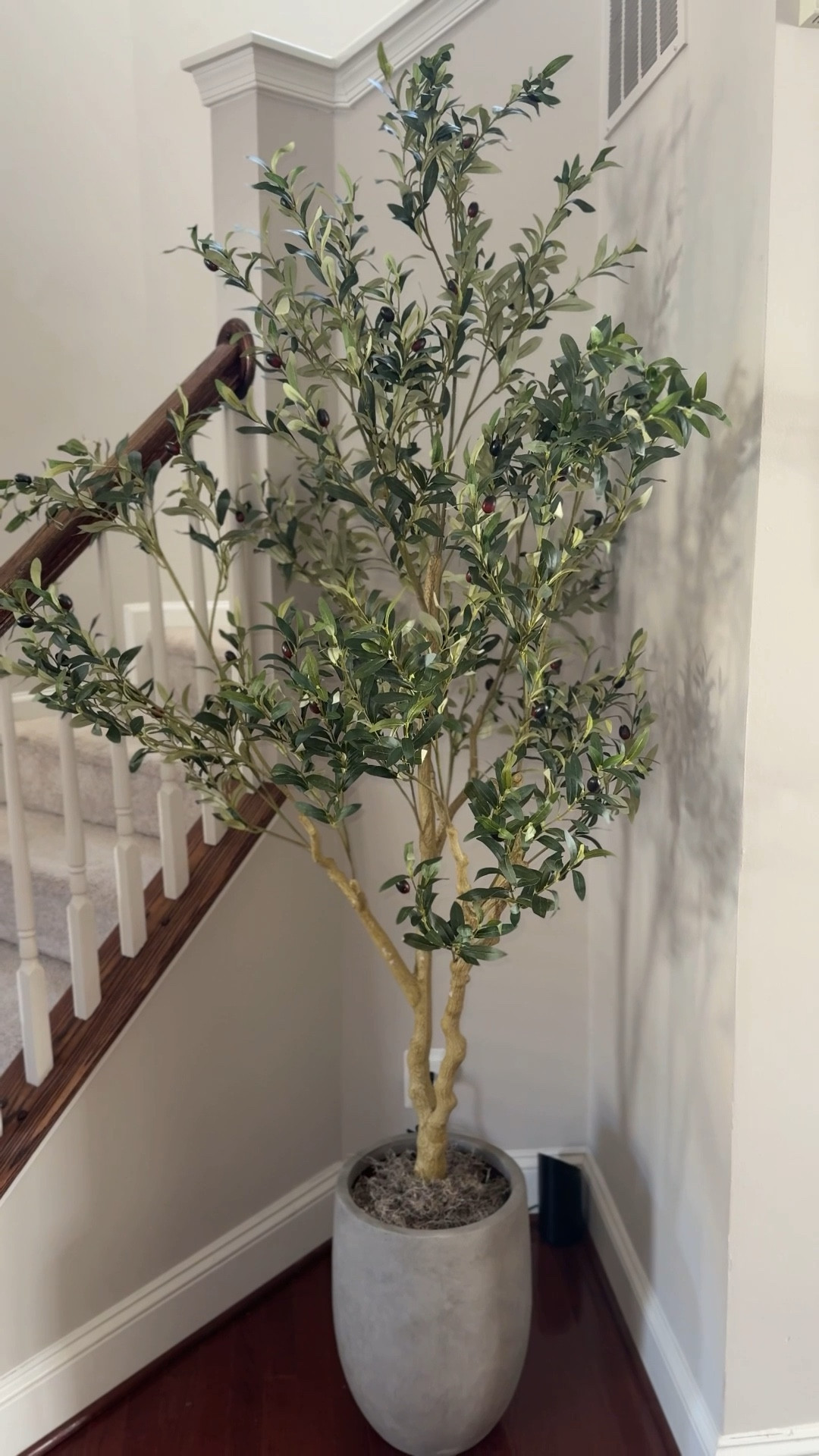 My new favorite olive tree from Amazon! I have the 7ft tree

#LTKHome #LTKSaleAlert