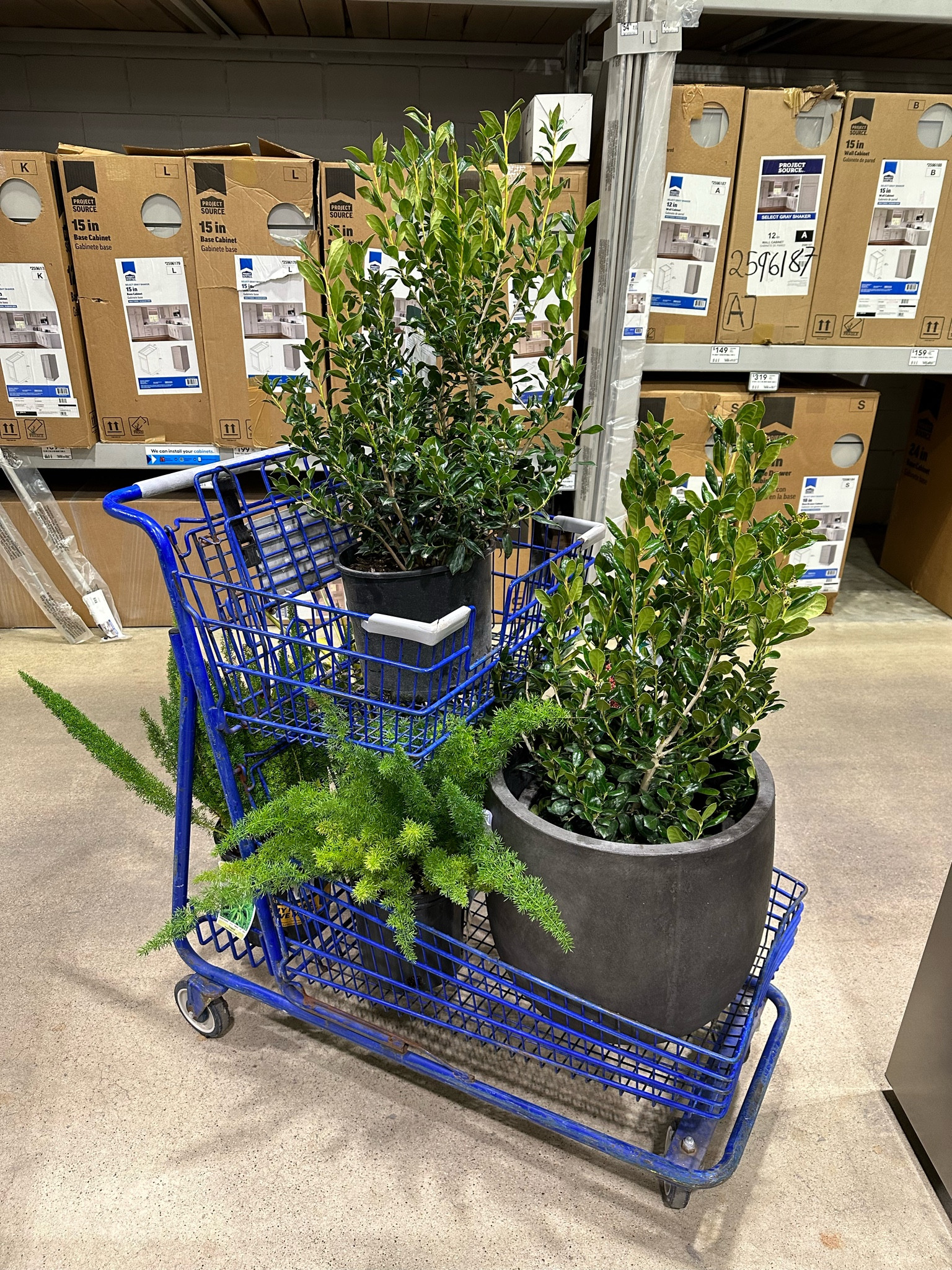 New dark gray modern planter pots from Lowe’s! 

#LTKFind #LTKhome #LTKSeasonal