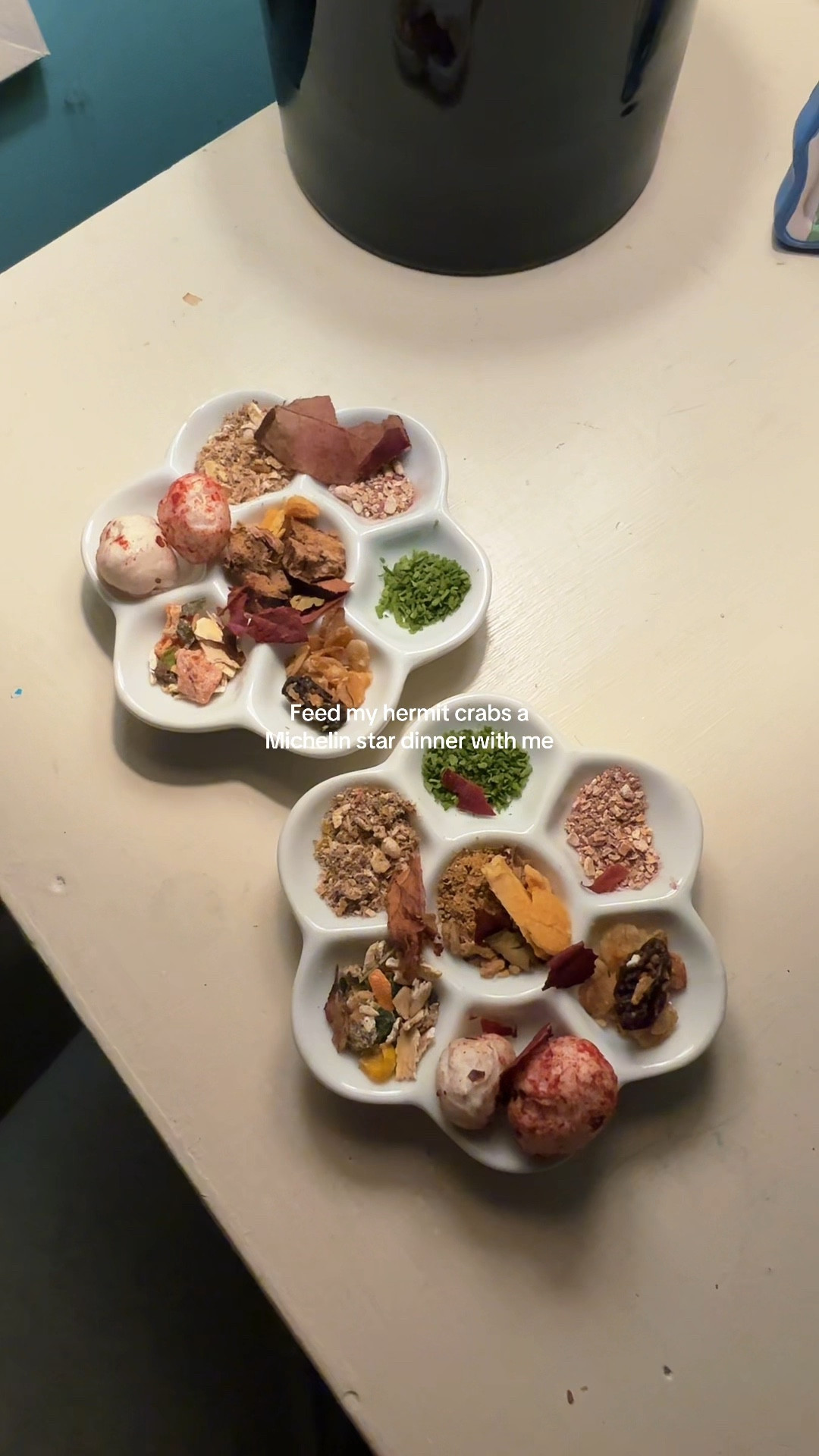 Feed my hermit crabs with me