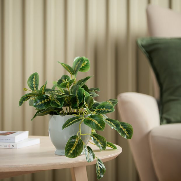 Buy Argos Home Artificial Brown Trailing Plant in Ceramic Pot | Artificial flowers, plants and tr... | argos.co.uk