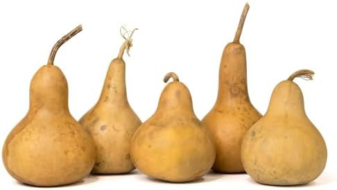 Box of 5 Dried Martin Gourds - 3" Diameter, Ready for Crafting or Decorating | Amazon (US)