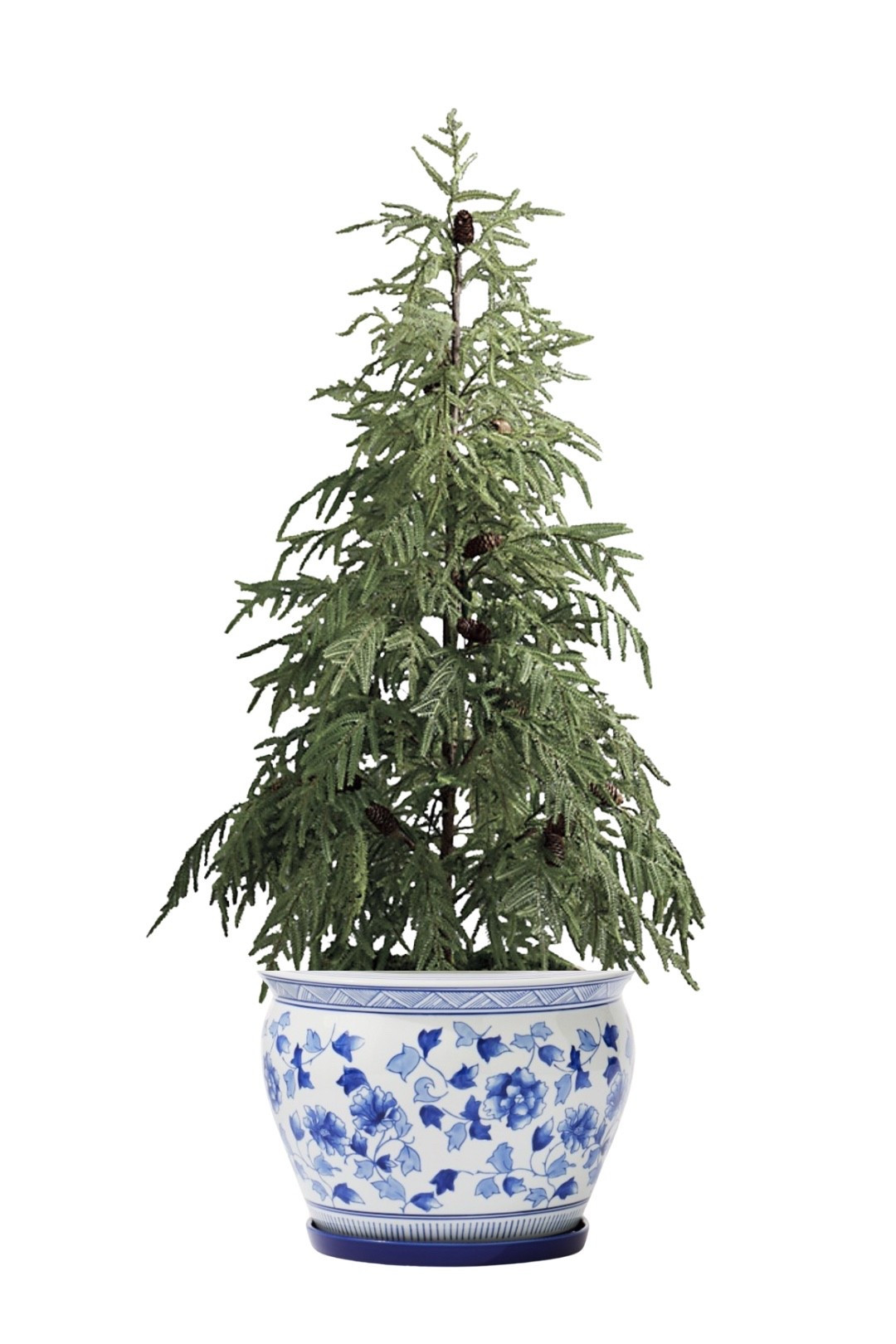 My gorgeous 5’ tree is 30% off! 
Norfolk Pine Christmas tree
Prelit tree, tree with lights 
Blue and white planter

#LTKSeasonal #LTKHome