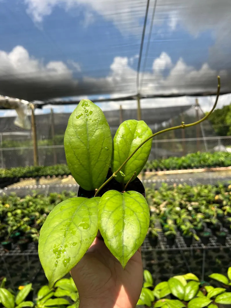 Hoya Vitellinoides | Live Indoor & Outdoor Tropical House Wax Plant | Vining, Climbing and Trelli... | Etsy (US)