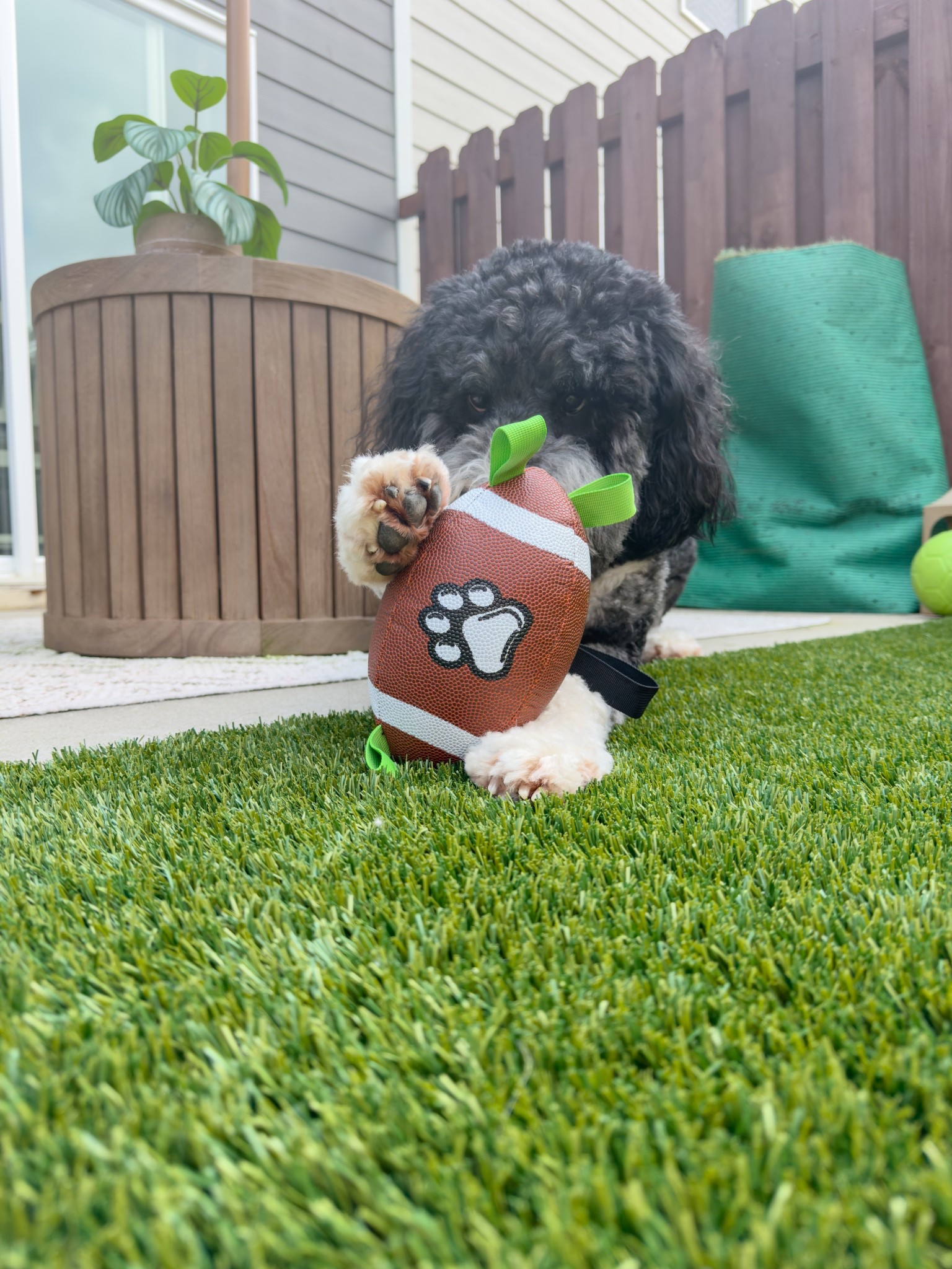 Down, set, fetch!

Football season 
Pet toys


#LTKPets #LTKHome #LTKFindsUnder50