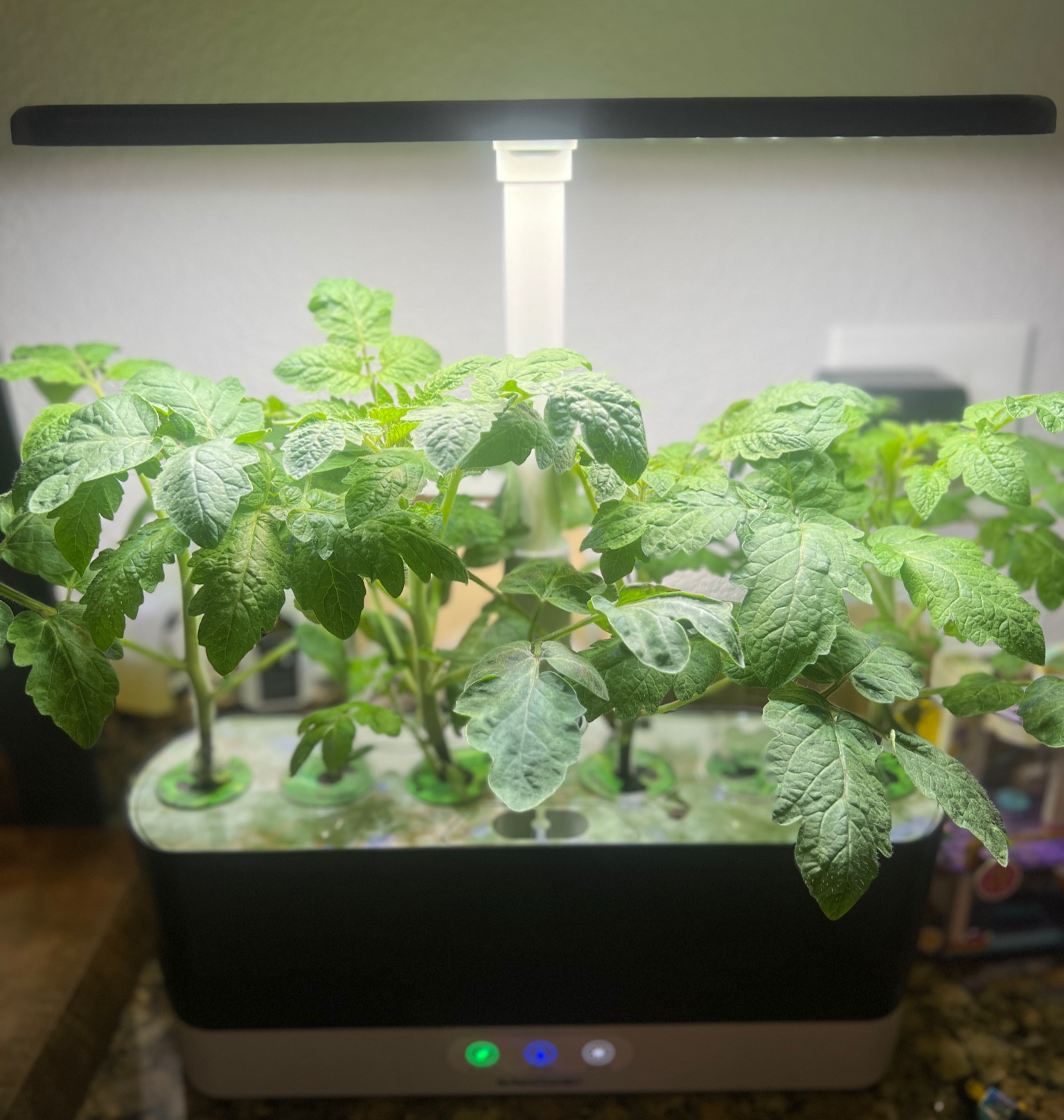 Wyatt’s AeroGarden

#LTKSeasonal #LTKhome #LTKfindsunder100