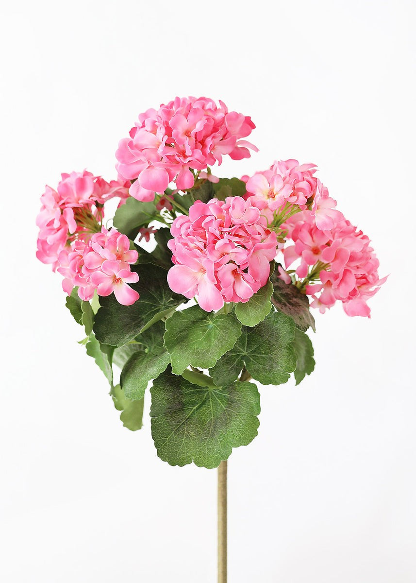 Pink UV Protected Indoor/Outdoor Geranium Bush - 18 | Afloral (US)