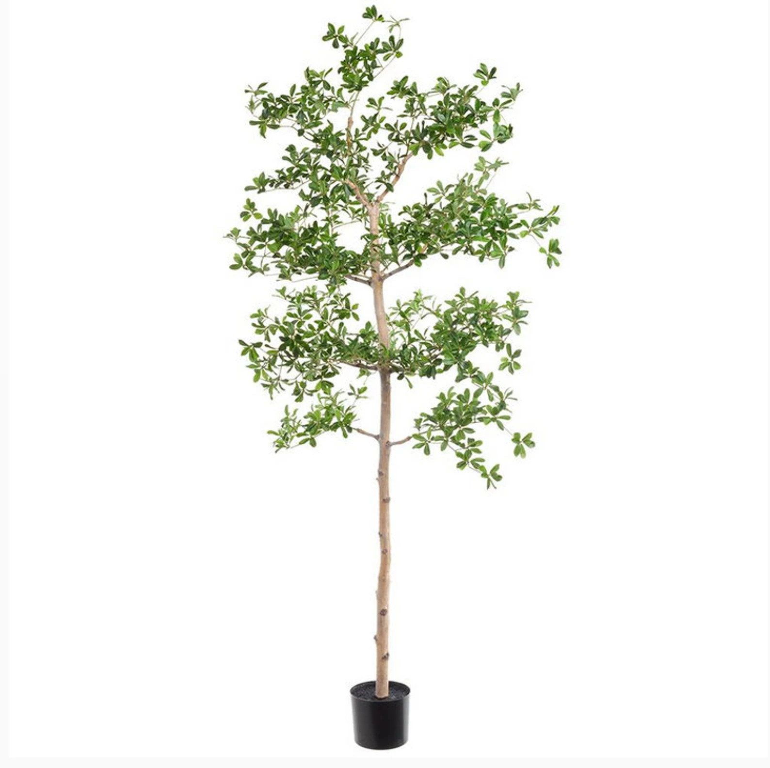 Faux Black Olive Tree, Shady Lady Tree, Black Olive Tree, Olive Tree - Etsy | Etsy (US)