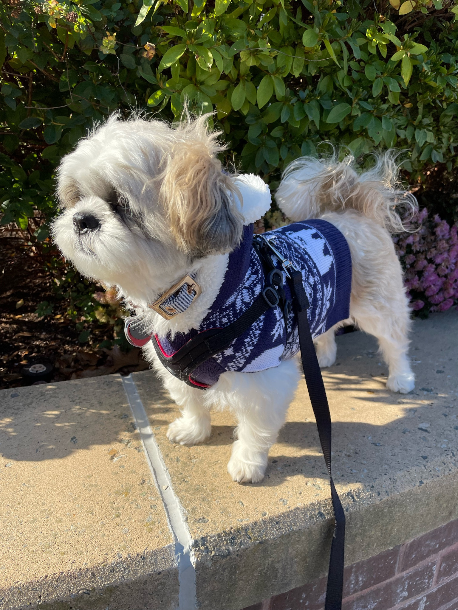 💙 Polar bear 🐻‍❄️ @walmartfashion doggy sweater 

Size S runs small so Ralphie needed size M. He is a 15 pound male Shih Tzu.

#LTKGiftGuide #LTKSeasonal #LTKHoliday
