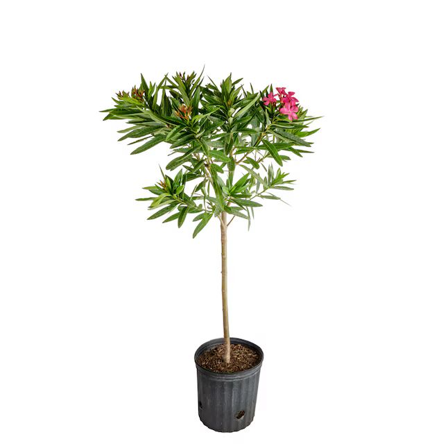 Costa Farms Red Oleander Standard Flowering Shrub in 2-Gallon (s) Pot | Lowe's