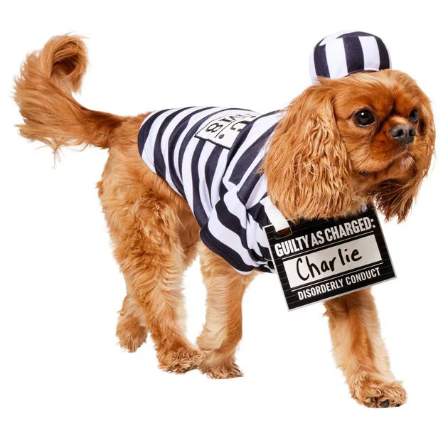 FRISCO Prisoner Dog & Cat Costume, Medium - Chewy.com | Chewy.com