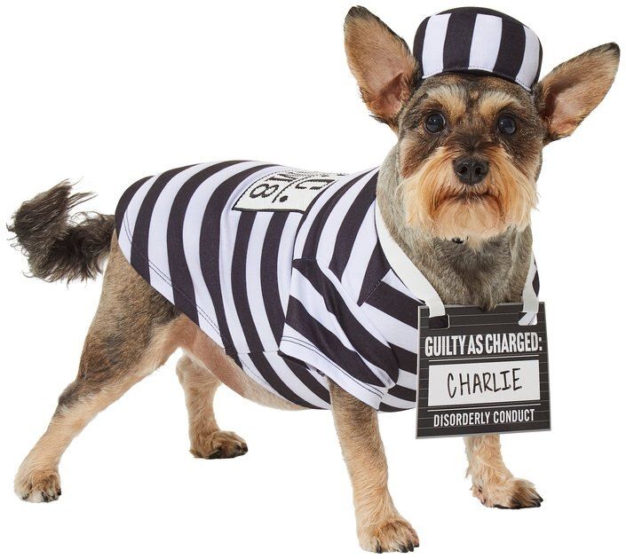 FRISCO Prisoner Dog & Cat Costume, Medium - Chewy.com | Chewy.com