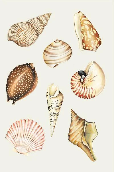 Shells V | Artfully Walls