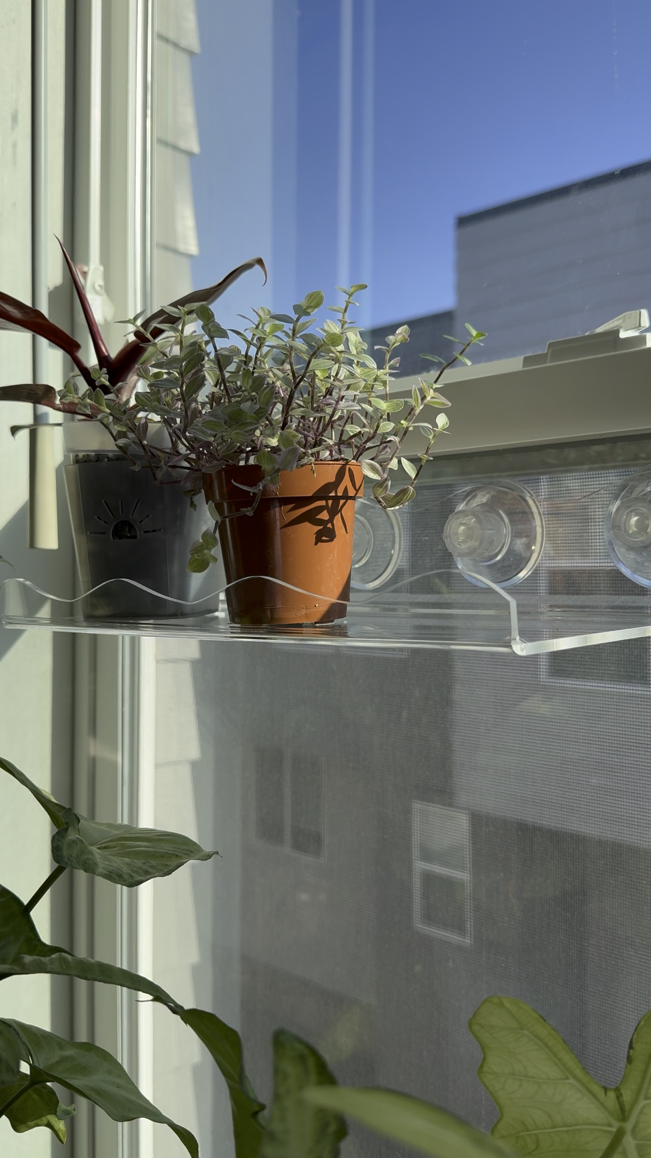 Clear acrylic plant shelf 🌿🌿

#LTKHome