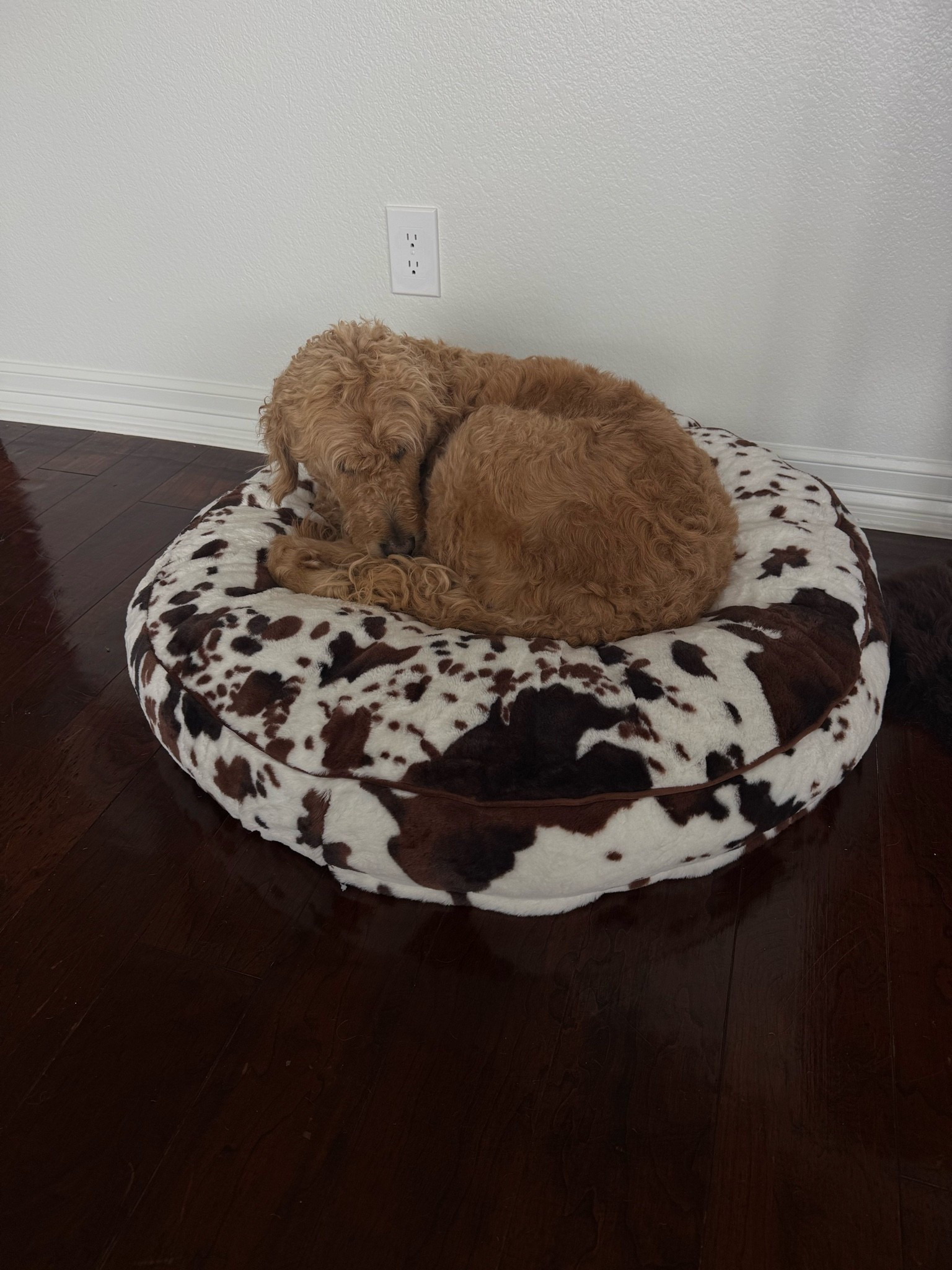 Cozy and plush cow print dog bed

#LTKHome